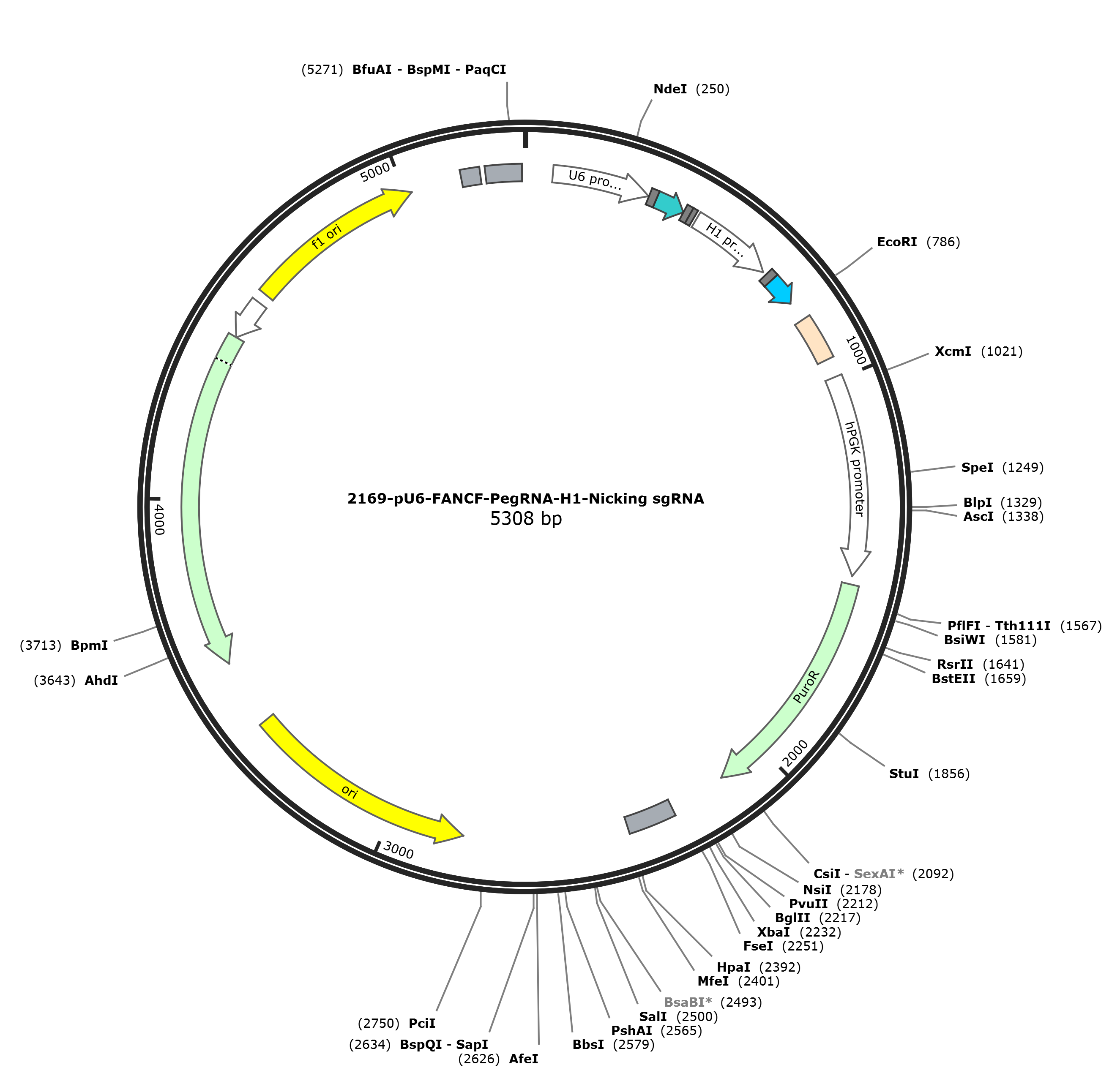 pU6-FANCF-PegRNA-H1-Nicking sgRNA载体图谱.png